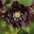 Ciemiernik Wschodni  CROWN DARK PURPLE