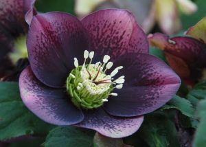 Östlicher Christrosen CROWN DARK PURPLE