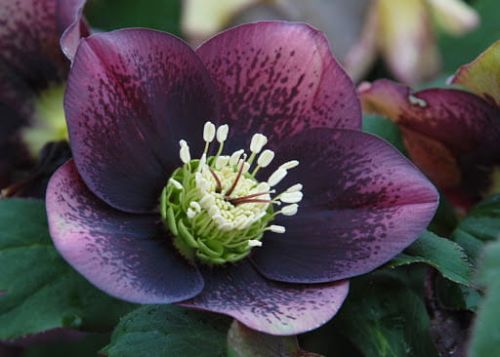 Östlicher Christrosen CROWN DARK PURPLE