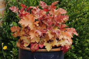 Henberry MARMALADE