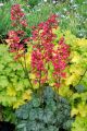 Żurawka Heuchera PARIS