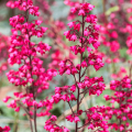 Żurawka Heuchera PARIS