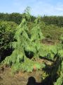 CYPRYSIK nutkajski PENDULA