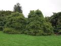 CYPRYSIK nutkajski PENDULA