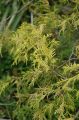 CYPRYSIK nutkajski PENDULA