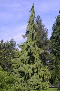 Zyprissik-Nutkajski PENDULA 