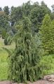 CYPRYSIK nutkajski PENDULA
