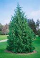 CYPRYSIK nutkajski PENDULA