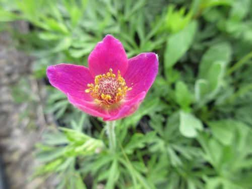 Clematis DEEP ROSE