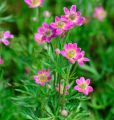 Zawilec WIELOSIECZNY DEEP ROSE