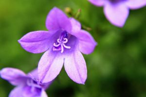 Dalmatinische Glockenblume