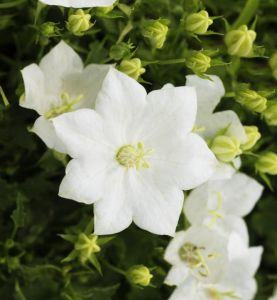 Karpaten Glockenblume CARILLON WHITE