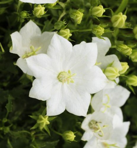 Karpaten Glockenblume CARILLON WHITE