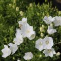Dzwonek karpacki CARILLON WHITE