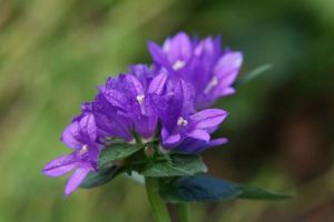 Knoten-Glockenblume BELLEFLEUR BLUE