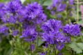 Dzwonek Skupiony BELLEFLEUR BLUE