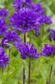 Dzwonek Skupiony BELLEFLEUR BLUE