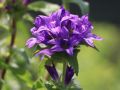 Dzwonek Skupiony BELLEFLEUR BLUE
