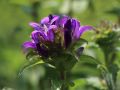 Dzwonek Skupiony BELLEFLEUR BLUE