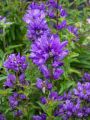 Dzwonek Skupiony BELLEFLEUR BLUE