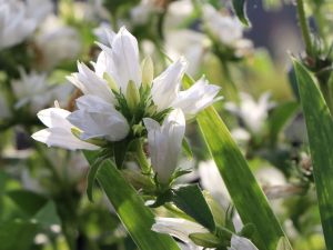Knoten-Glockenblume BELLEFLEUR WHITE