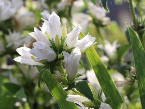 Knoten-Glockenblume BELLEFLEUR WHITE