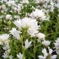 Dzwonek Skupiony BELLEFLEUR WHITE