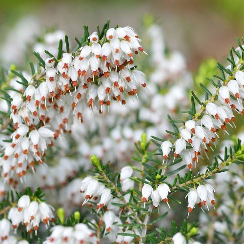Calluna vulgaris WHITE PERFECTION
