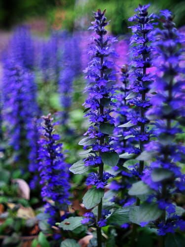 Teppich-Eichenblatt ATROPURPUREA