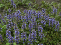Dąbrówka Rozłogowa ATROPURPUREA