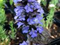 Dąbrówka Rozłogowa ATROPURPUREA