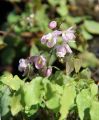 Epimedium Younga Roseum