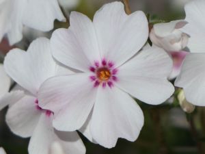 Polsterphlox AMAZING GRACE
