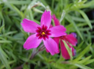 Polster-Floks ATROPURPUREA