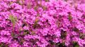 Floks szydlasty ATROPURPUREA