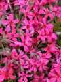 Floks szydlasty ATROPURPUREA