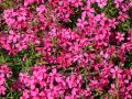 Floks szydlasty ATROPURPUREA