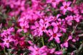 Floks szydlasty ATROPURPUREA