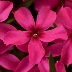 Polster-Floks  SCARLET FLAME
