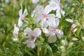 Floks szydlasty WHITE DELIGHT