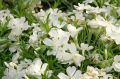 Floks szydlasty WHITE DELIGHT