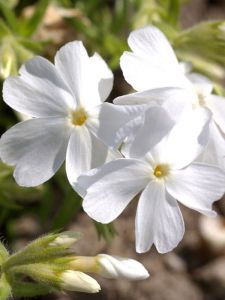 Polster-Floks WHITE DELIGHT