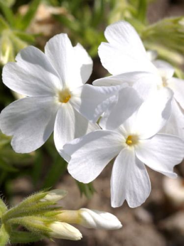 Polster-Floks WHITE DELIGHT