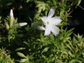 Floks szydlasty WHITE DELIGHT