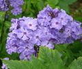 Floks Wiechowaty BLUE PARADISE
