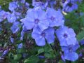 Floks Wiechowaty BLUE PARADISE