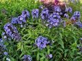Floks Wiechowaty BLUE PARADISE