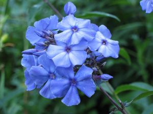 Stauden-Phlox BLUE PARADISE