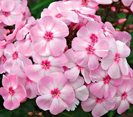 Staudenphlox COMPACT ROSE