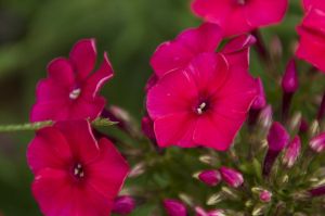 Phlox paniculata  CHERRY RED